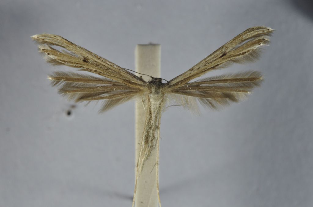 Pterophoridae da Malta per ID.